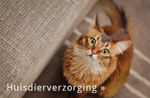huisdierverzorging